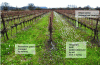 Figure 2 - Differences in vegetation within the
same plot, Campagne vineyard in the Hérault region: a mowed row (left)
and a tilled row (right) dominated by false rocket (Dipotaxis erucoides),
clearly visible one row out of two with its white flowers. The row
of vines is chemically weeded and features a third type of vegetation
(© Guillaume Fried)