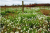 Figure 3 - Winter facies dominated by false rocket
(Diplotaxis erucoides); planter worked in the Caux vineyard, Hérault
(© Guillaume Fried)