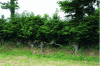 Figure 13 - Beech hedge coppiced and pruned (photo: J. Baudry)