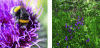Figure 37 - Pollen-covered bumblebee (left) and floral resources on a slope (right) (photos: J. Baudry)