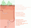 Figure 4 - Description of earthworm functional groups