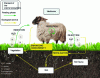 Figure 2 - Diagram of the ecological services provided by herbivory for the soil (M. LAGARD, 2020)