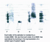 Figure 11 - MMC recognition of spelled letters using LORIA software (D. Fohr)