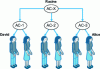 Figure 4 - Hierarchical certification area