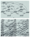 Figure 8 - Effective hypertext structure graph