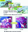 Figure 8 - Notions of scale and precision