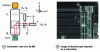 Figure 13 - (a) Schematic view of a two-spot laser injection system (DLMS) and (b) image of the two spots on a microchip.