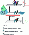 Figure 2 - Principle of the two-site immunometric strip test