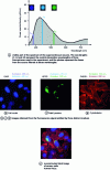 Figure 11 - Application of a continuum source to the imaging of biological cells (source: Lab. PhLAM/IRCICA, univ. Lille 1 and Institut Pasteur, Paris)