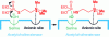 Figure 6 - Reaction of ecothiopate with acetylcholinesterase