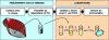 Figure 10 - Summary of TBT detection in antifouling paints by Escherichia coli TBT3 bacteria. Sampling is carried out on the ship's hull, by diffusion of TBT in the device shown in figure 8, or by abrasion of a paint sample. The sample is transported to a port laboratory. The freeze-dried bacteria are regenerated for half an hour and then brought into contact with the sample; after incubation at 30°C, the luminescence is analyzed and compared with the control solutions supplied [22].