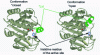 Figure 3 - Representations of the structure of lipase extracted from Thermomyces lanuginosus in "closed" and "open" conformations (pdb-1gt6). The "lid" is a mobile helix, shown in green on the diagram.