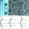 Figure 4 - (a-b) Photographs of the Col[C-TL-lipase]@gGlymo-Si(HIPE) monolith after two months' use in heterogeneous biocatalysis under continuous flow; (c) photograph of the same material after freeze-drying for 24 hours; (d) scanning electron microscopy micrographs of the sample after freeze-drying, Col[C-TL-lipase]@gGlymo-Si(HIPE) ; (e) schematic representation of the expected covalent immobilization of enzymes on the surface of a gGlymo-Si(HIPE) macrocellular hybrid material, via epoxy groups grafted onto the silicic backbone and the amine functions of the enzyme in solution.