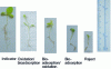 Figure 13 - Seedlings before and after the various treatments (growth test conditions: 28 days of growth)