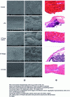 Figure 13 - Effect of different materials on the pulmonary diaphragm 7 days after administration