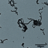 Figure 6 - TEM image of oxidized CNT