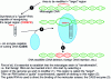 Figure 12 - CRISPR/CAS9-type molecular scissors capable of custom-modifying microalgal DNA