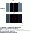 Figure 9 - Induction of triacylglycerol accumulation in an oleaginous microalga by nutrient deficiency (culture and imaging analyses carried out by M. Conte at the Laboratoire de Physiologie Cellulaire et Végétale, Grenoble).