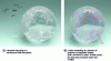 Figure 5 - Schematic representation of water-in-water emulsion droplets