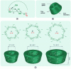 Figure 3 - Structure and dimensions of the three main native cyclodextrins α-CD (n = 6), β-CD (n = 7) and γ-CD (n = 8)