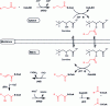 Figure 5 - Fatty acid degradation sequence