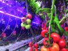 Figure 10 - Intracanopy LED lighting for greenhouse-grown tomato plants (after [33])