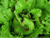 Figure 6 - Marginal necrosis of lettuce leaf tips (credit: Ephytia/INRA)