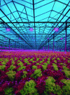 Figure 9 - Zenithal lighting of a greenhouse with 1 kW high-power Oréon LED luminaires (credit: OREON LED)