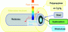 Figure 11 - Submarine pipelines are made up of neutron-attenuating elements (the polypropylene insulating layer) and gamma-attenuating elements (the pipe steel).