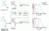 Figure 11 - Electronic and structural properties of PHC18 and PHC19 matrices