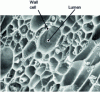 Figure 2 - Microstructure of degraded beech wood, allowing lumens or pores to be distinguished from cell walls (SEM)