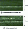 Figure 16 - Microscopic view of magnetorheological fluid behavior