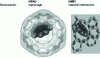 Figure 8 - Modeling coke molecules formed at 450°C and trapped in the micropores of HFAU and HMFI zeolites