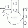 Figure 7 - Bimolecular isomerization of xylenes via dismutation and transalkylation reactions[4].