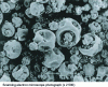Figure 12 - Polymer microparticles containing live micro-organisms, obtained by nebulization-drying