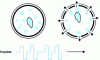 Figure 14 - Schematic description of electropermeabilization of cell membranes