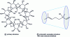 Figure 15 - Primary and secondary structures of a beta-cyclodextrin