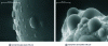 Figure 5 - Images of water droplets condensed on the surface of a hydrophobic glass microbead and a hydrophobic sand particle analyzed by the Philips XL30 ESEM-FEG at UTC