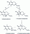 Figure 13 - Antioxidant action of tocopherol with singlet oxygen