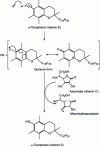 Figure 14 - Tocopherol's antioxidant action against free radicals, in synergy with vitamin C