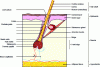 Figure 1 - Pilosebaceous follicle [1]