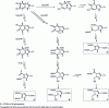 Figure 11 - Melanin oxidation pathways by H2O2 in alkaline media,[29]