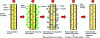 Figure 18 - Illustration of the permanent oxidation staining mechanism [43].