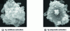 Figure 8 - SEM images of hair melanins obtained by acid/base extraction and enzymatic extraction [27] (Copyright (2003) Wiley)