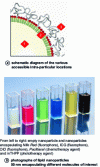 Figure 11 - Encapsulation of molecules in amorphous lipid nanoparticles