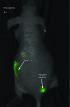 Figure 15 - Visualization of sentinel lymph nodes in mice, 4 h after subcutaneous injection (in the right paw) of indocyanine green (ICG) embedded in Lipidots®[131].