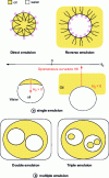 Figure 3 - Different types of emulsion