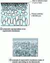 Figure 3 - Asymmetric or anisotropic membranes 