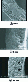 Figure 18 - Influence of the presence of a gaseous atmosphere (90%RH) on the morphology and dimensions of PS/NMP hollow fibers at variable gaseous atmosphere height [19].