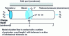 Figure 10 - Pervaporation material transfer in continuous operation mode